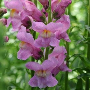 Львиный зев (Антирринум) большой (Antirrhinum majus)