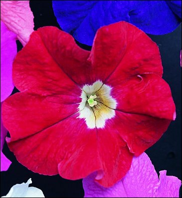 Петуния крупноцветковая (Petunia grandiflora)