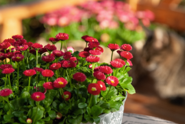 Маргаритка многолетняя (Bellis perennis)