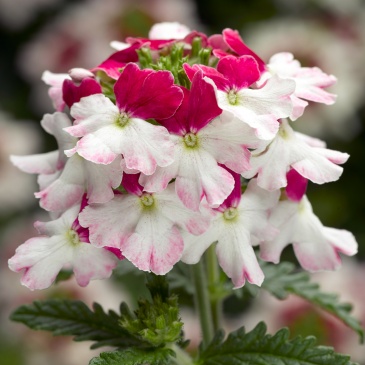 Вербена гибридная ампельная (Verbena hybrida)