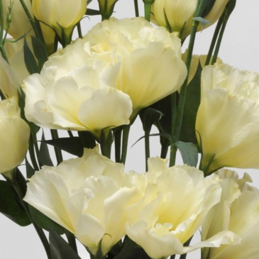 Лизиантус (Эустома) крупноцветковый (Lisianthus grandiflorum)