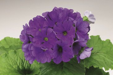 Примула обратноконическая (Primula obconica)
