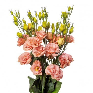 Лизиантус (Эустома) крупноцветковый (Lisianthus grandiflorum)