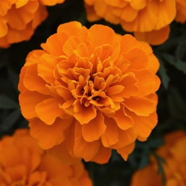 Бархатцы отклоненные (Tagetes patula)