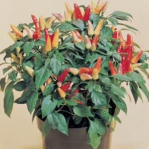 Перец летний (Capsicum annuum)