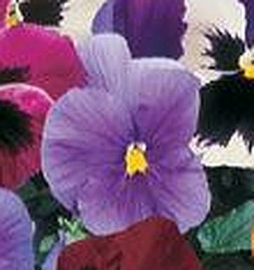 Виола Виттрока (Viola wittrockiana)