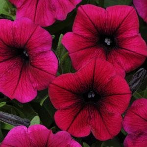 Петуния ампельная гибридная (Petunia х hybrida)