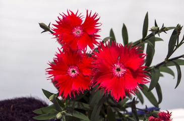 Гвоздика гибридная (Dianthus interspecific)