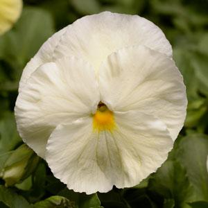 Виола виттрока (Viola wittrockiana)