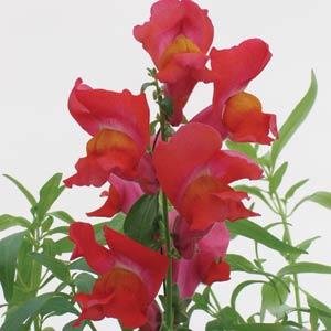 Львиный зев (Антирринум) большой (Antirrhinum majus)