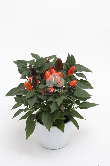 Перец летний (Capsicum annuum)