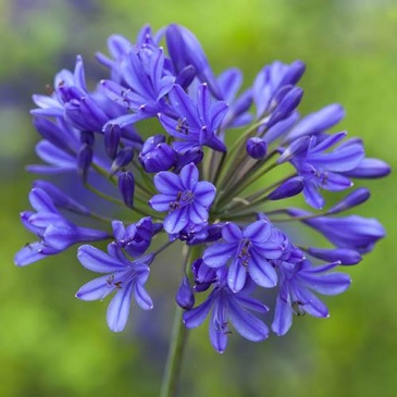 Агапантус африканский (Agapanthus africanus) Агапантус африканский (Agapanthus africanus)
