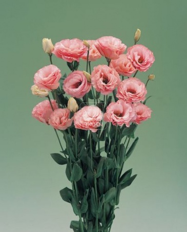 Лизиантус (Эустома) крупноцветковый (Lisianthus grandiflorum)