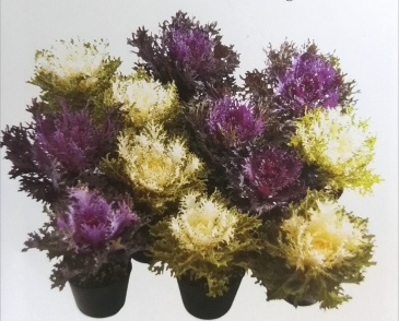 Декоративная капуста (Brassica oleracea)