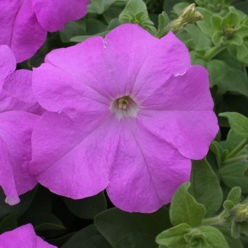 Петуния крупноцветковая (Petunia grandiflora)