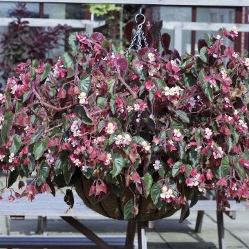 Бегония гибридная ампельная (зеленая листва) (Begonia hybrida)