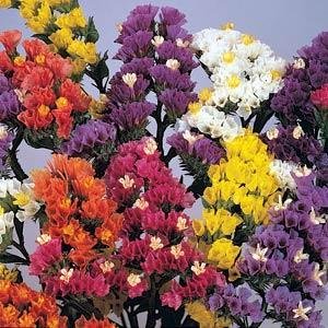 Статица (Лимониум) выемчатая (Limonium sinuatum)