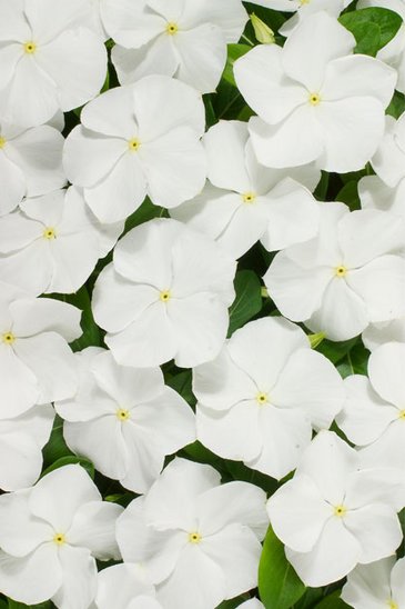 Катарантус розовый (Vinca rosea)