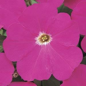 Петуния многоцветковая (Petunia multiflora)