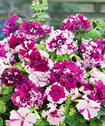Петуния крупноцветковая (Чехия) бахромчатая (Petunia grandiflora)