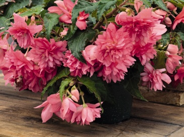 Бегония гибридная ампельная (зеленая листва) (Begonia hybrida)