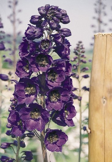 Дельфиниум гибридный (Delphinium hybrida)