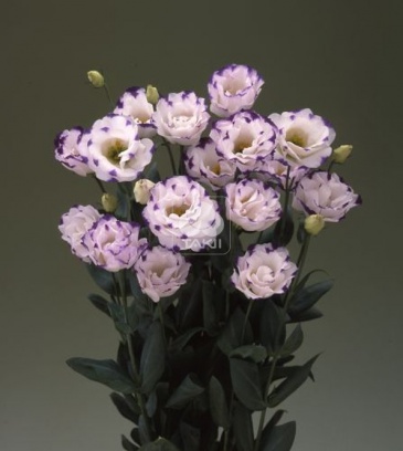 Лизиантус (Эустома) крупноцветковый (Lisianthus grandiflorum)