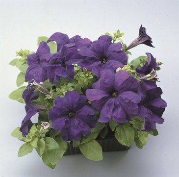 Петуния крупноцветковая (Petunia grandiflora)