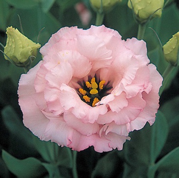 Лизиантус (Эустома) крупноцветковый (Lisianthus grandiflorum)