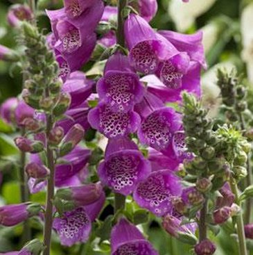 Наперстянка пурпурная (Digitalis purpurea)