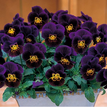 Виола рогатая ампельная (Viola cornuta)