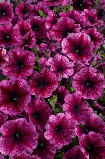 Петуния многоцветковая (Petunia multiflora)