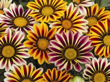 Гацания жестковатая (Gazania rigens)