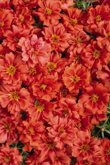 Портулак крупноцветковый (Portulaca grandiflora)