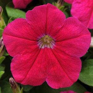 Петуния многоцветковая (генетически компактная) (Petunia multiflora) Петуния многоцветковая (генетически компактная) (Petunia multiflora)