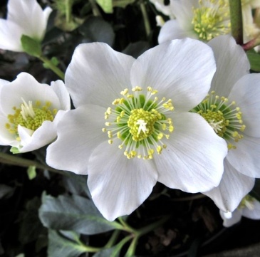 Морозник черный (Helleborus niger)