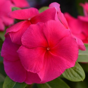 Катарантус розовый ампельный (Vinca rosea)