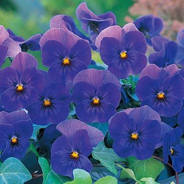 Виола рогатая (Viola cornuta)