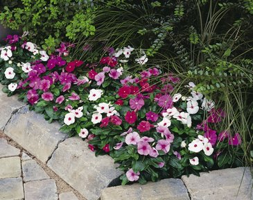 Катарантус розовый (Vinca rosea)