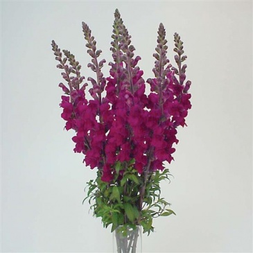 Львиный зев (Антирринум) большой (Antirrhinum majus)