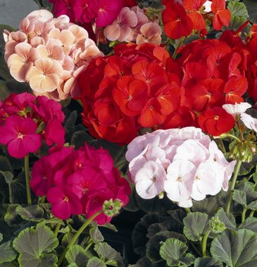 Герань (пеларгония садовая) (Pelargonium x hortorum)