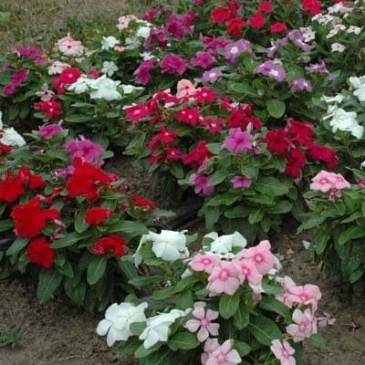 Катарантус розовый (Vinca rosea)