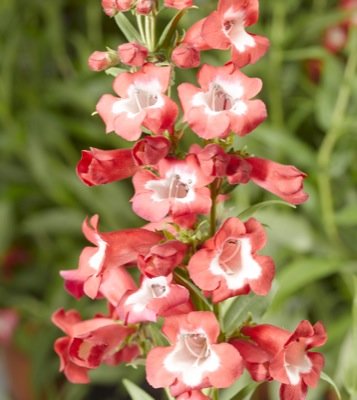 Пенстемон Хартвига (Penstemon hartwegii)