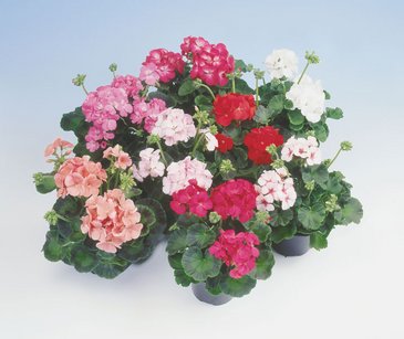 Герань (пеларгония садовая) (Pelargonium x hortorum)