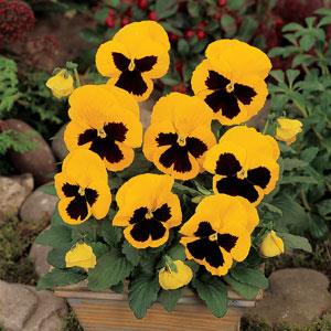 Виола виттрока (Viola wittrockiana)