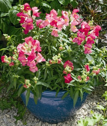 Львиный зев (Антирринум) большой (Antirrhinum majus)