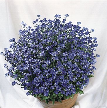 Незабудка лесная (Myosotis sylvatica)