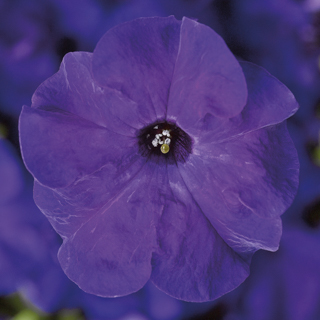 Петуния крупноцветковая (Petunia grandiflora)