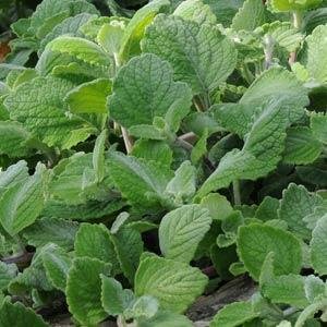 Плектрантус серебристый (Plectranthus argentatus) Плектрантус серебристый (Plectranthus argentatus)