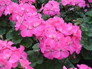 Герань (пеларгония садовая) генетически компактная (Pelargonium x hortorum)